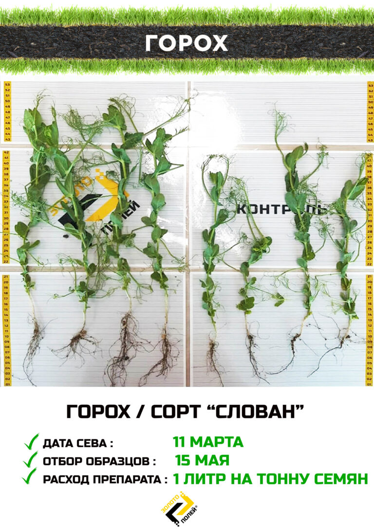 Горох Золото Полей