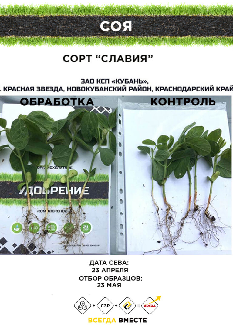Соя 1 Золото Полей копия